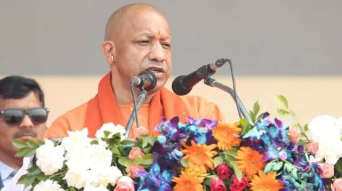yogi